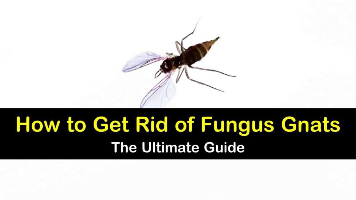 13+ Creative Ways to Get Rid of Fungus Gnats