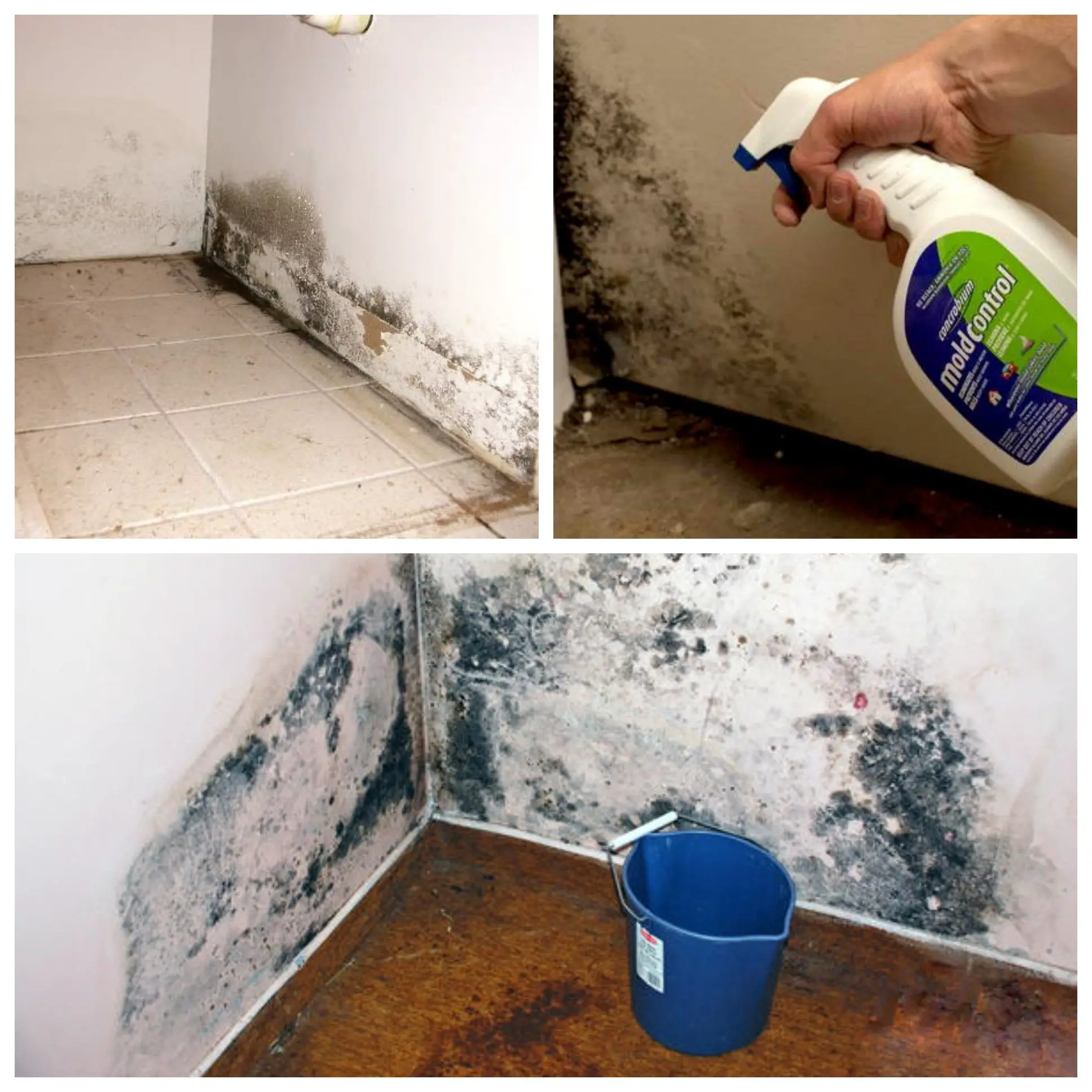 3 Ways To Kill Mold In Your Home Naturally  diyviews.com