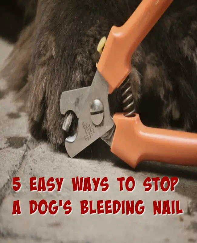 5 Easy Ways To Stop A Dog