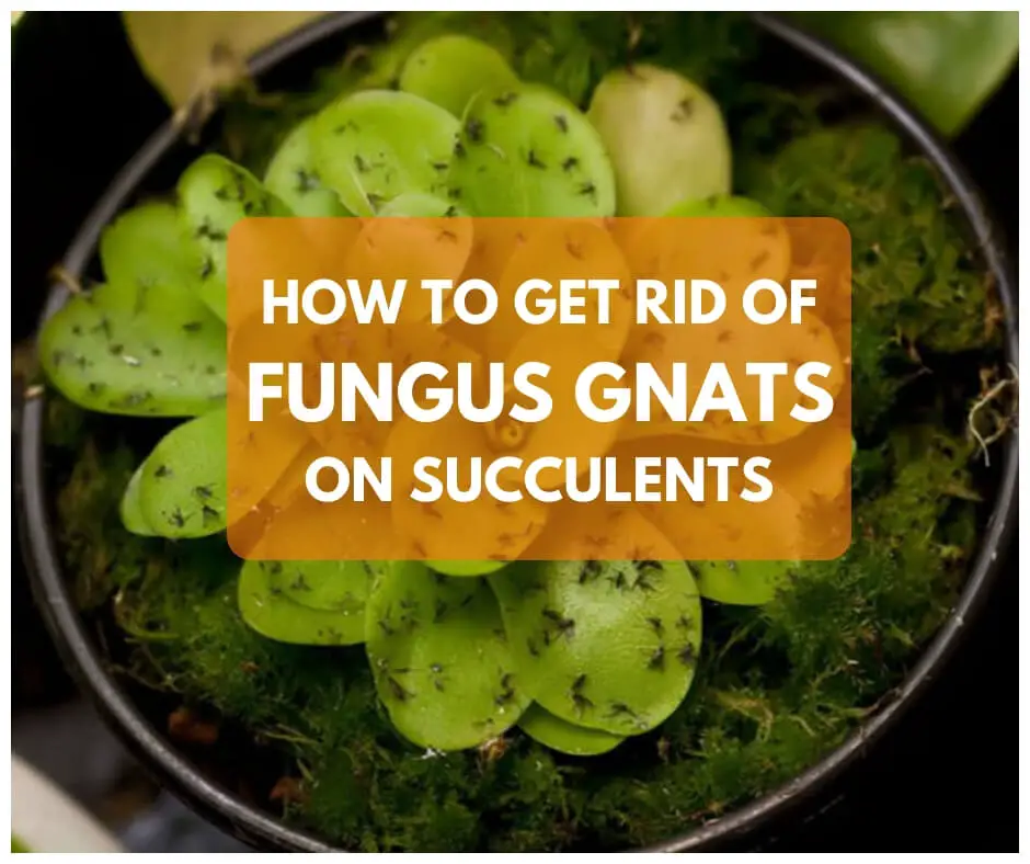 5 Natural Ways To Get Rid Of Fungus Gnats on Succulents