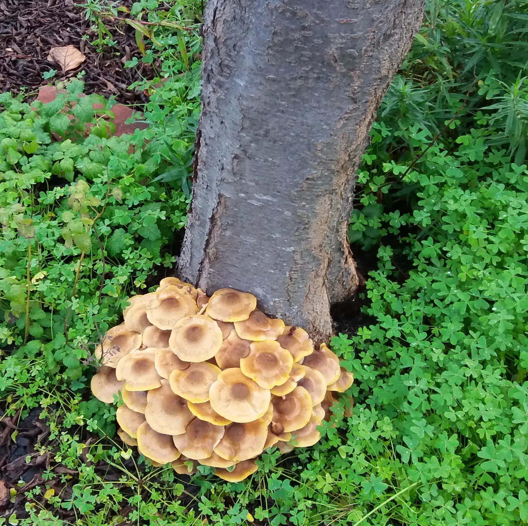 âTis the Season for Oak Root Fungus to Strike