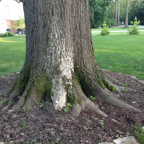 Armillaria Fungus/Root rot on large Oak Tree