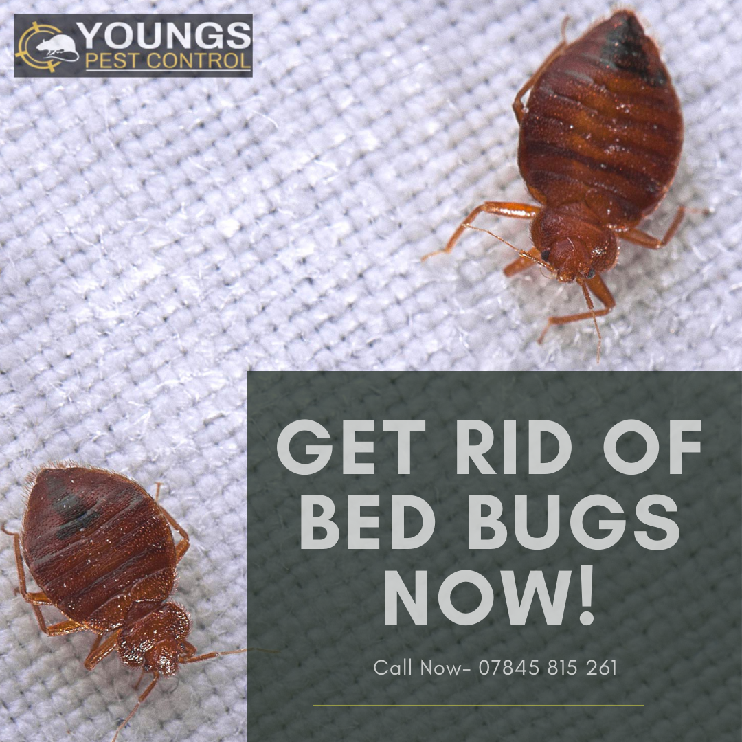 Bed Bug Removal Services