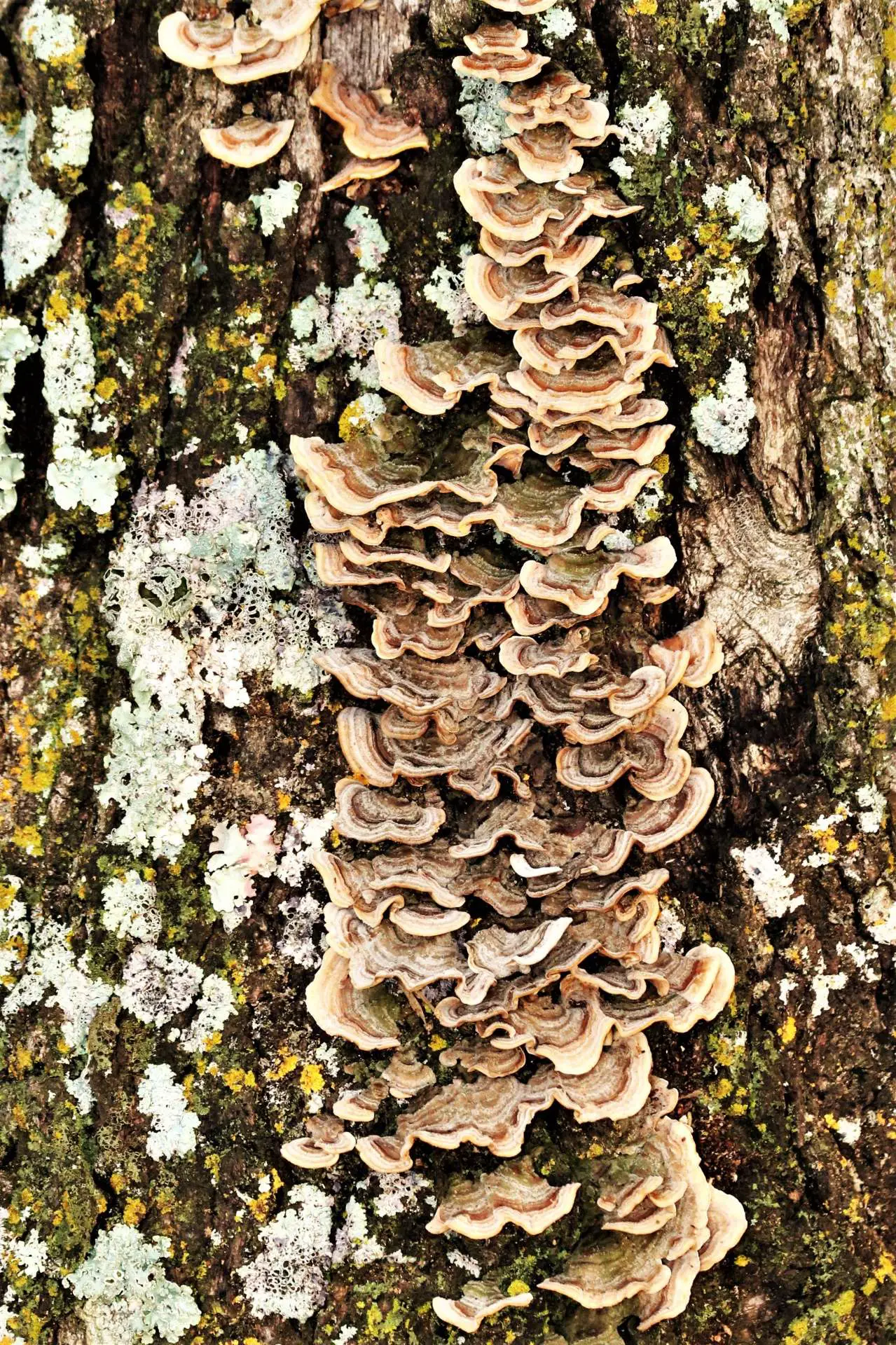 Brown Bracket Fungus On Tree Free Stock Photo