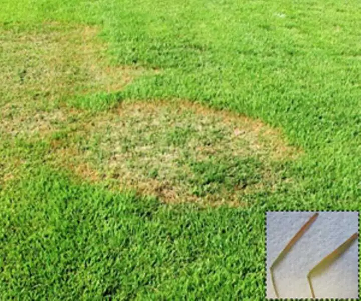 Brown patch fungal disease in Zoysia lawns.