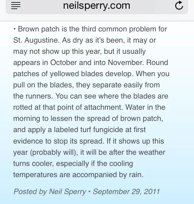 BROWN PATCH in ST. AUGUSTINE GRASS is more likely to occur in spring ...