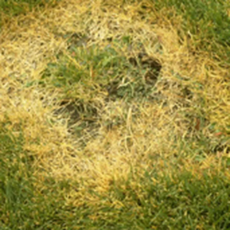 Brown Patch: Tips for preventing this fungal disease in your lawn ...