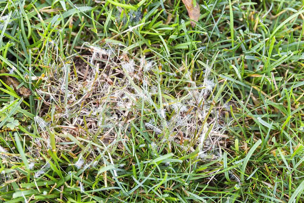 Dollar Spot Fungus On Your Lawn [7 Tips For Treatment]