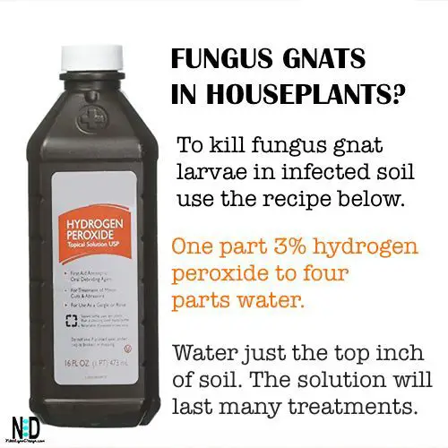 Fungus Gnat Indoor Houseplant Recipe