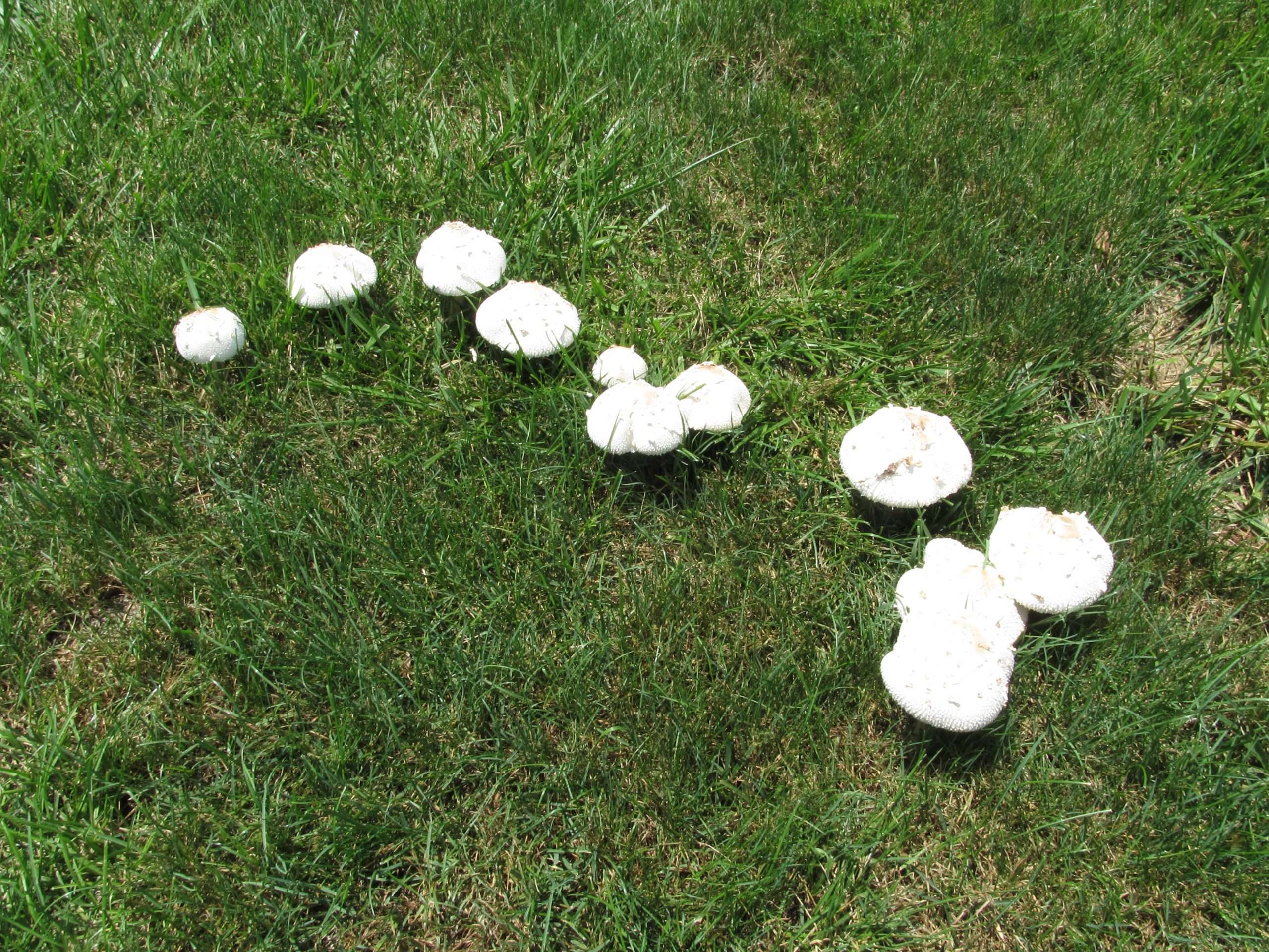 Fungus In A Lawn A Natural Phenomena