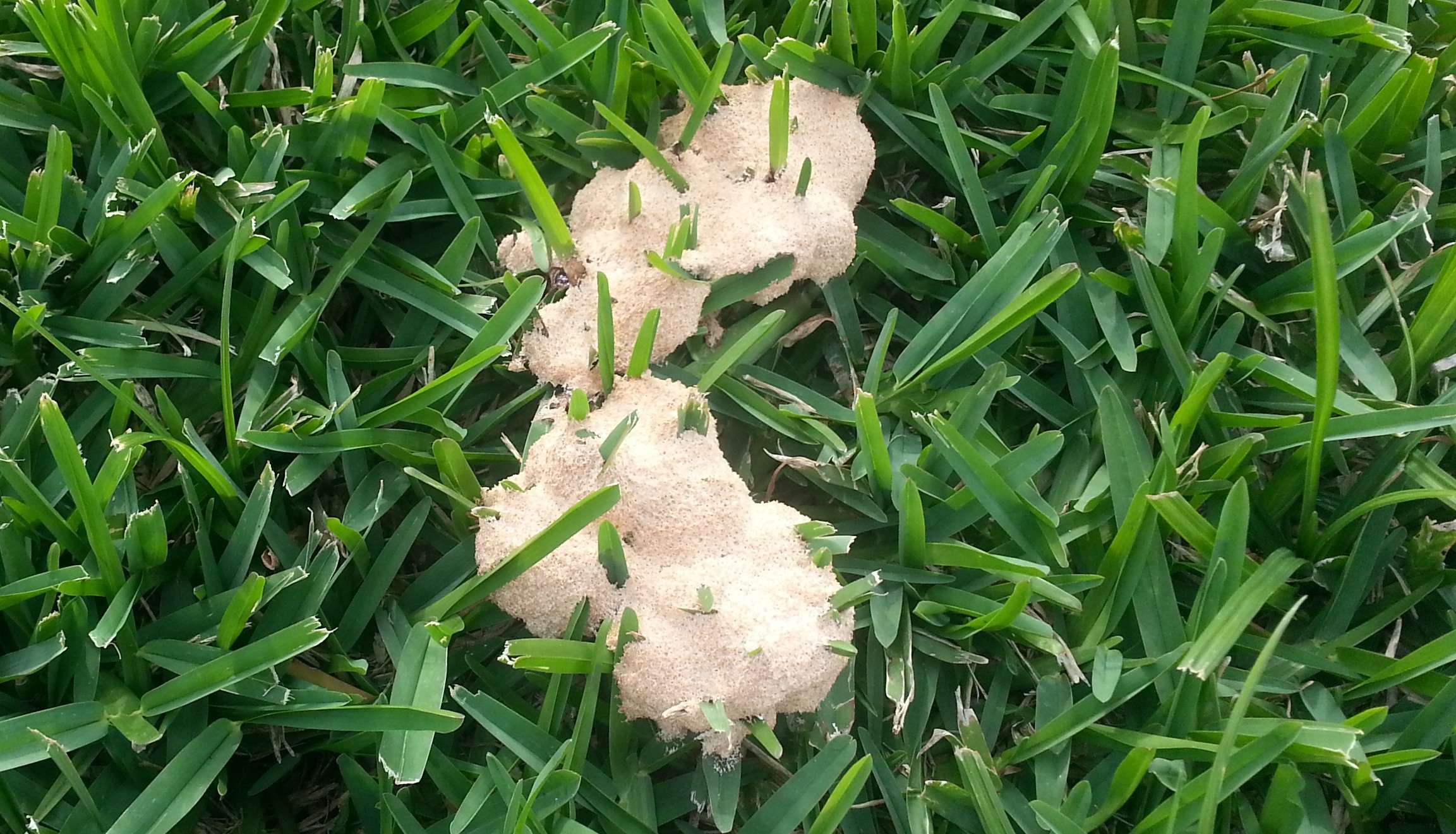 Fungus in St.Augustine Grass? (Austin, Round Rock: buyer, university ...