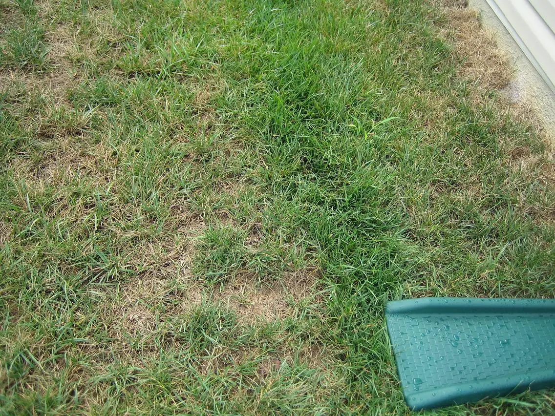 Fungus on lawn?? (grass, worm, watering, cut)