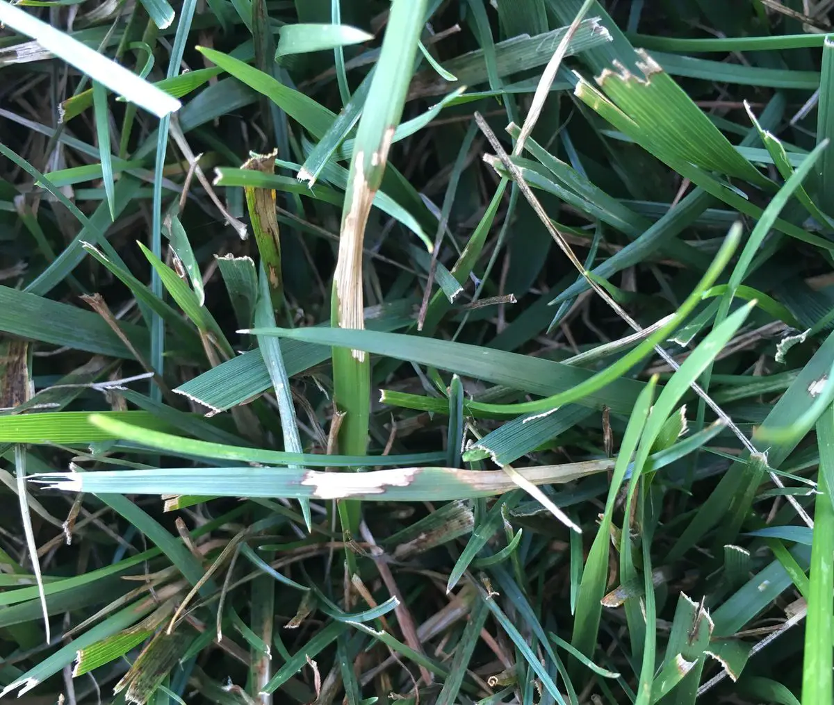 Garden Q& A: Dealing with brown patch fungus in your lawn and inedible ...