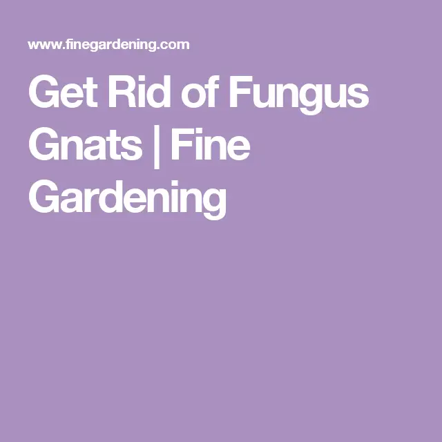 Get Rid of Fungus Gnats