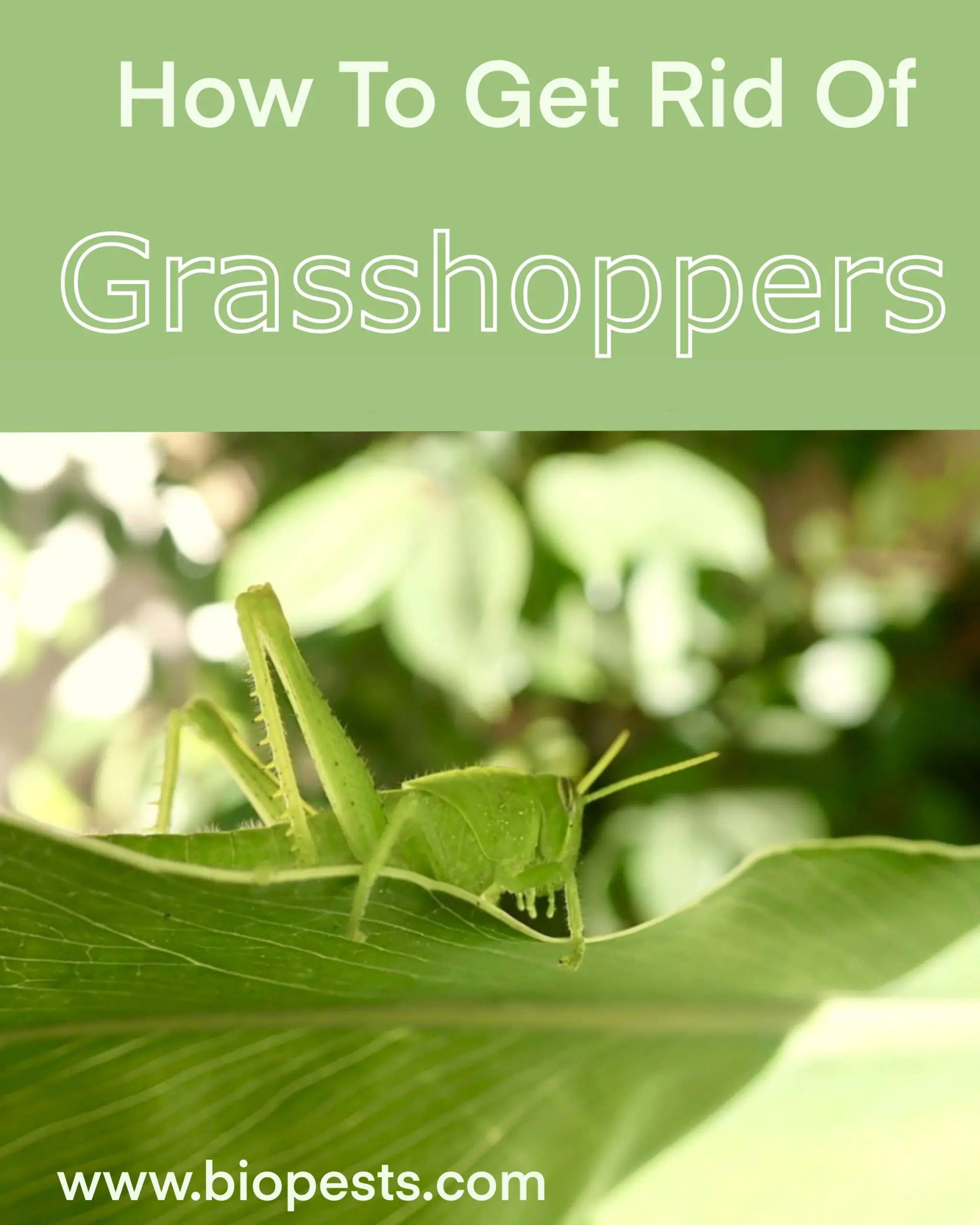 Get rid of grasshoppers... for good! in 2020