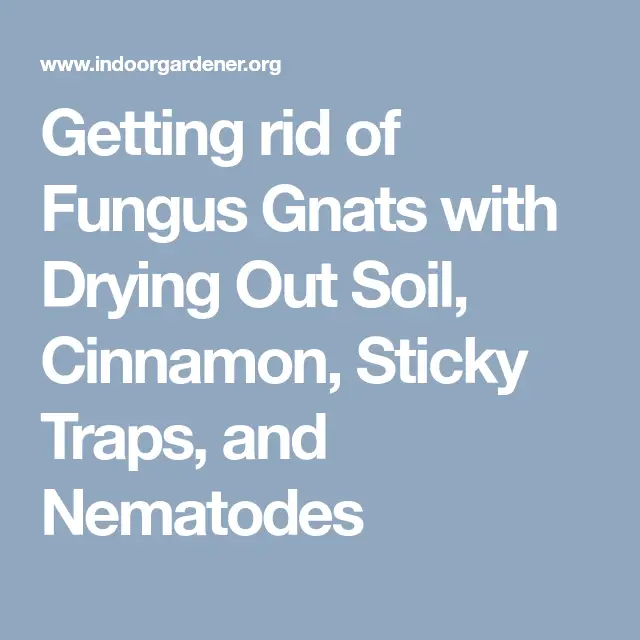 Getting rid of Fungus Gnats with Drying Out Soil, Cinnamon, Sticky ...