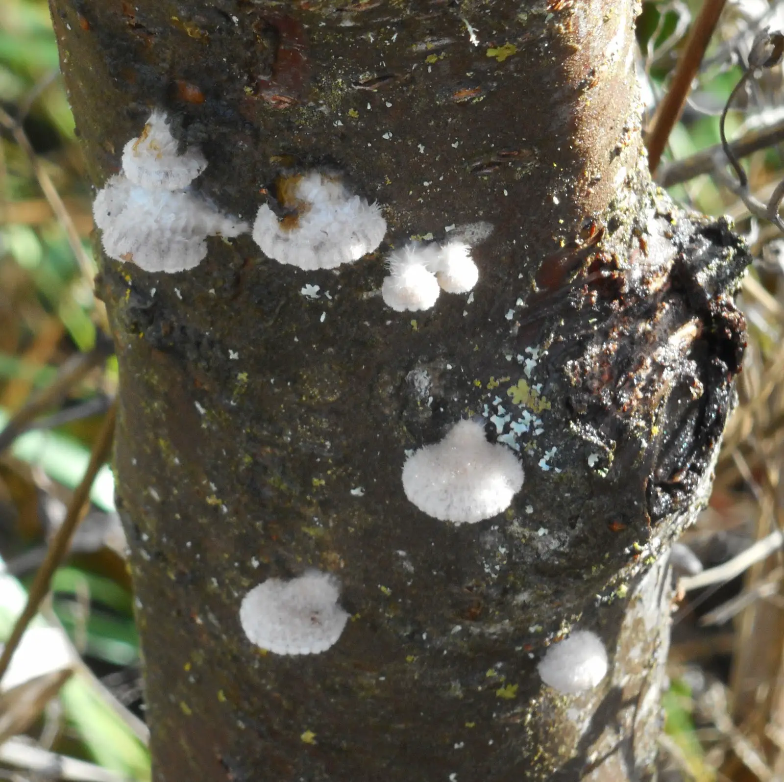 Growing Greener in the Pacific Northwest: Fungus on Cherry Bark. 11.15.15