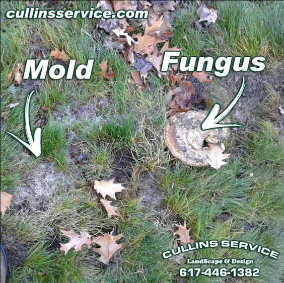 How do you get rid of fungus growing in your grass?