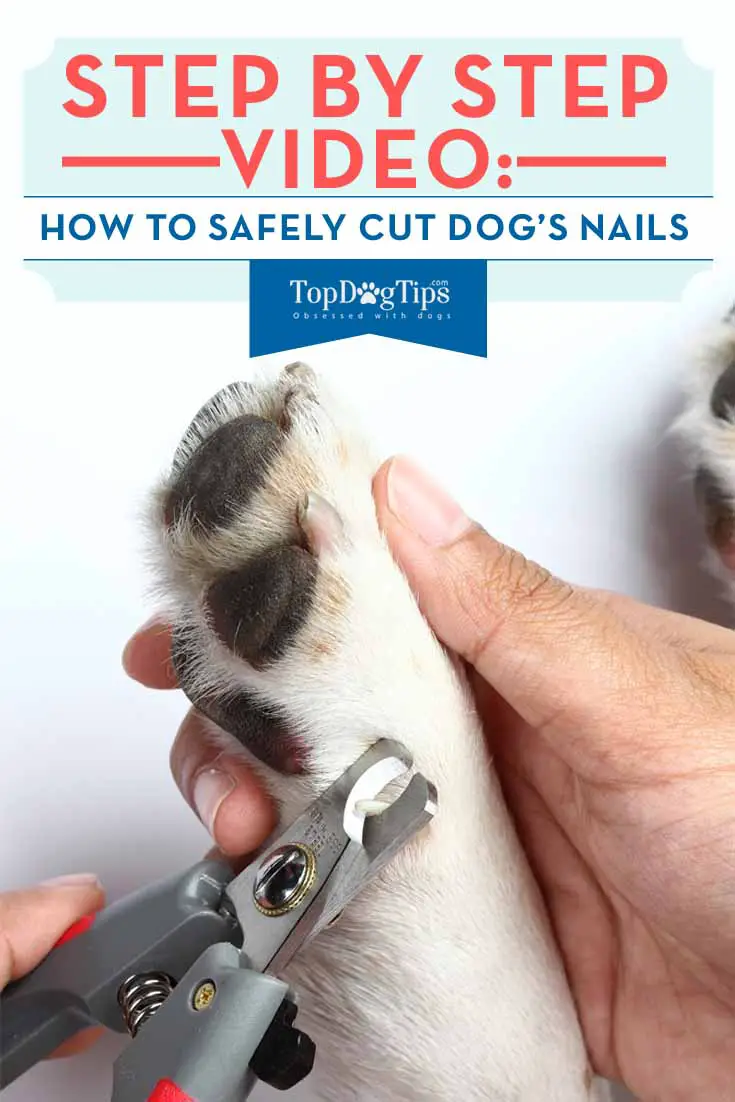 How to Cut Dog