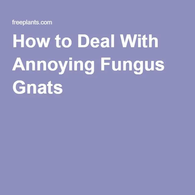 How to Deal With Annoying Fungus Gnats