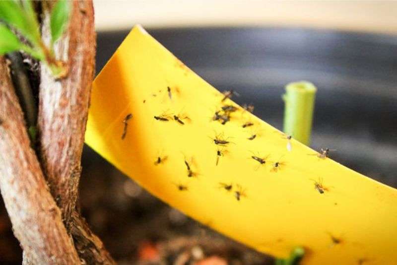How to Deal with Fungus Gnats on Plants