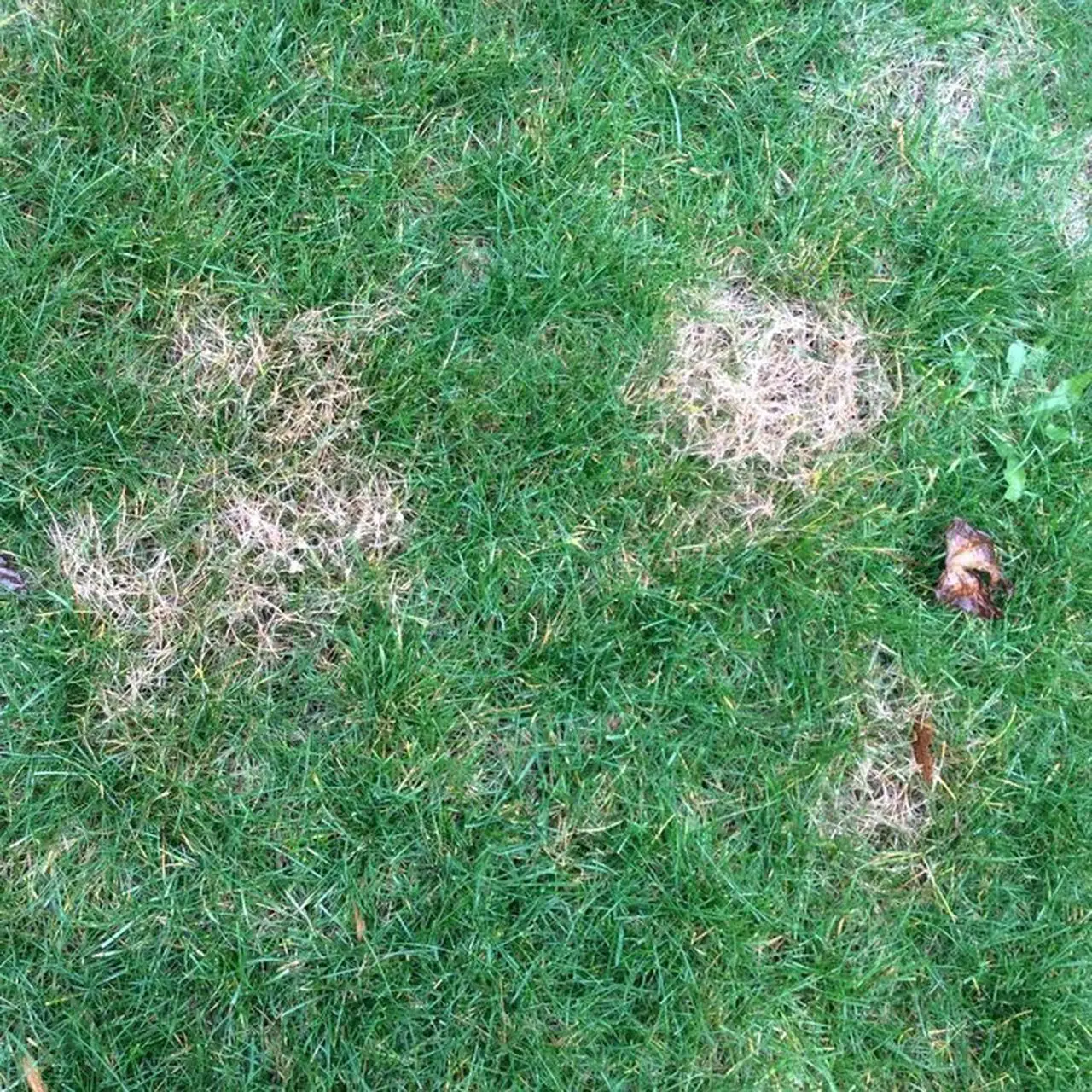 How to fight red thread lawn disease: Ask an expert
