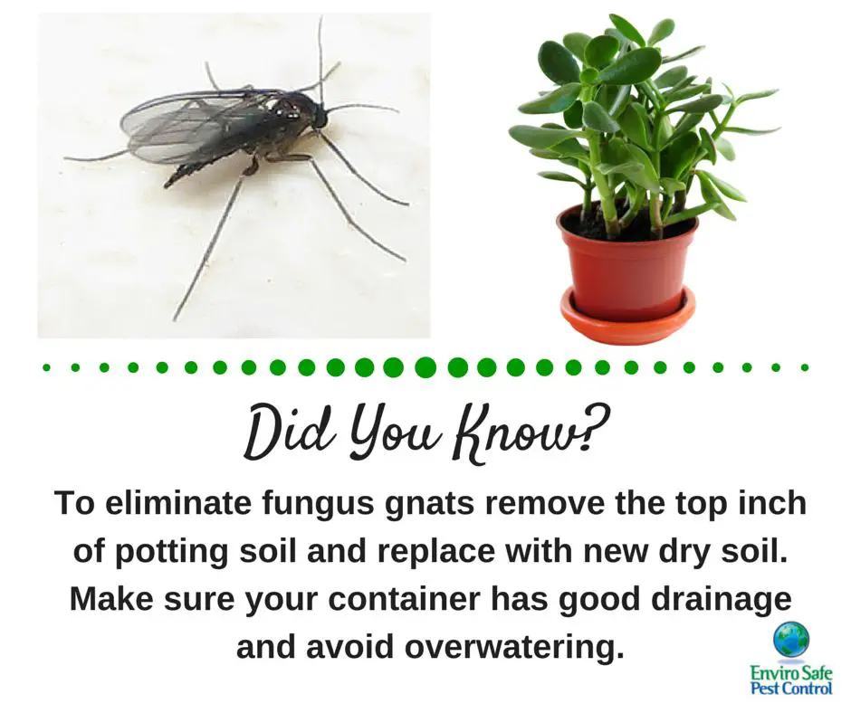 How To Get Rid Of Black Flies In House Plants "  .paymycheck