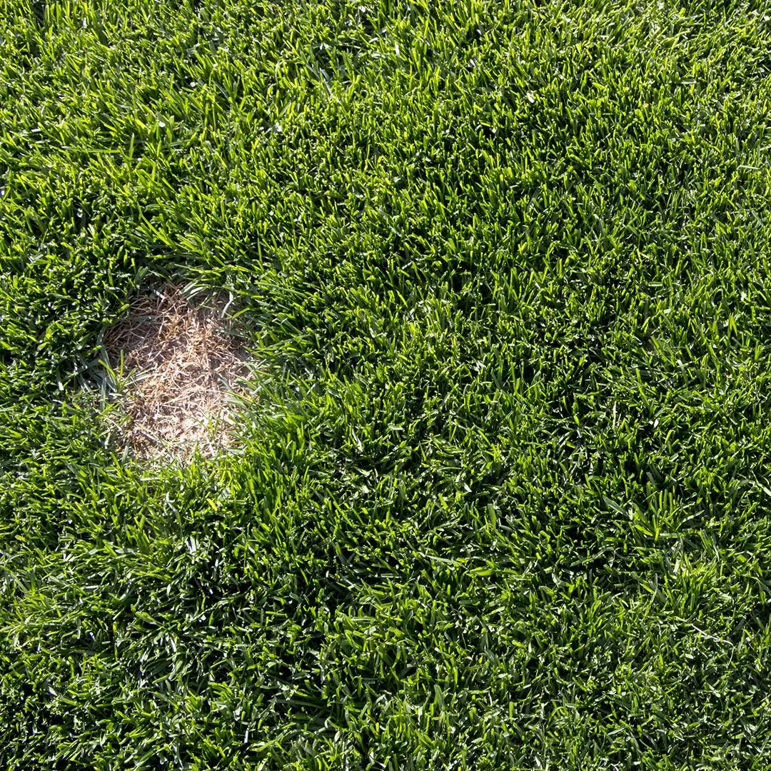 How To Get Rid Of Brown Patch Fungus On Lawn