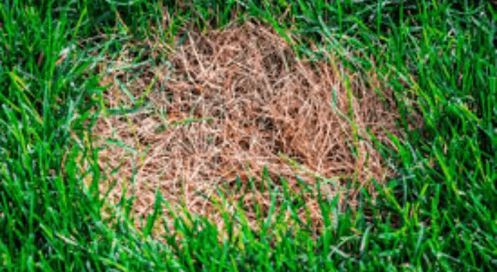 How to Get Rid of Brown Patch Fungus on Lawn