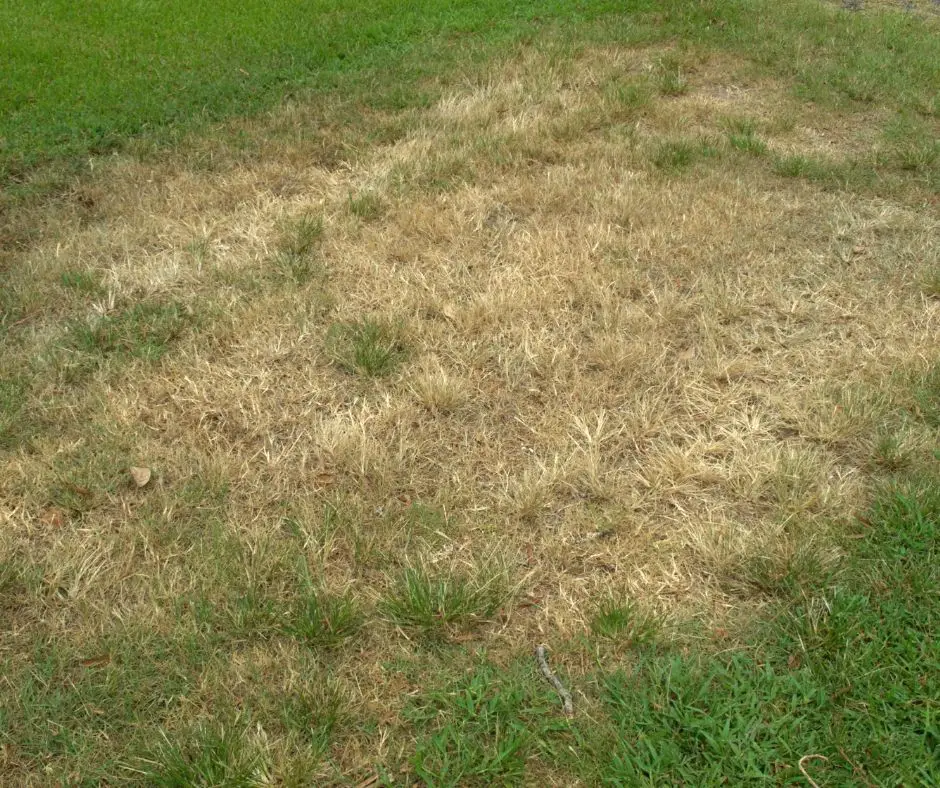 How to Get Rid of Brown Patches on My Lawn?