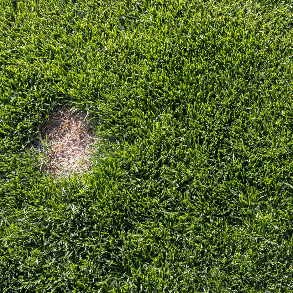 How to Get Rid of Dollar Spot Fungus