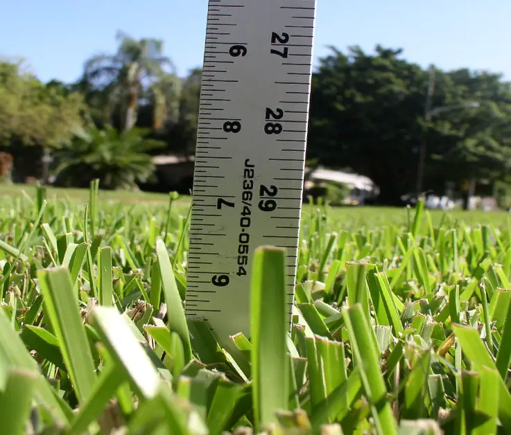 How To Get Rid Of Dollar Weed In St Augustine Grass