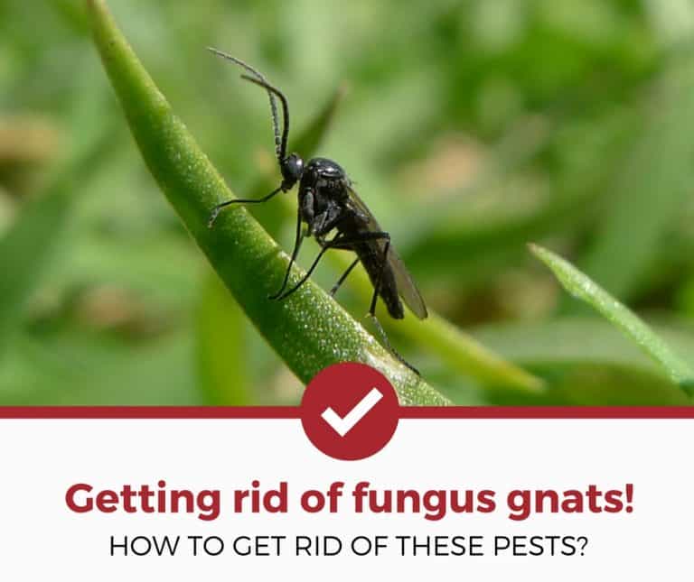 How To Get Rid of Fungus Gnats (2021 Edition)