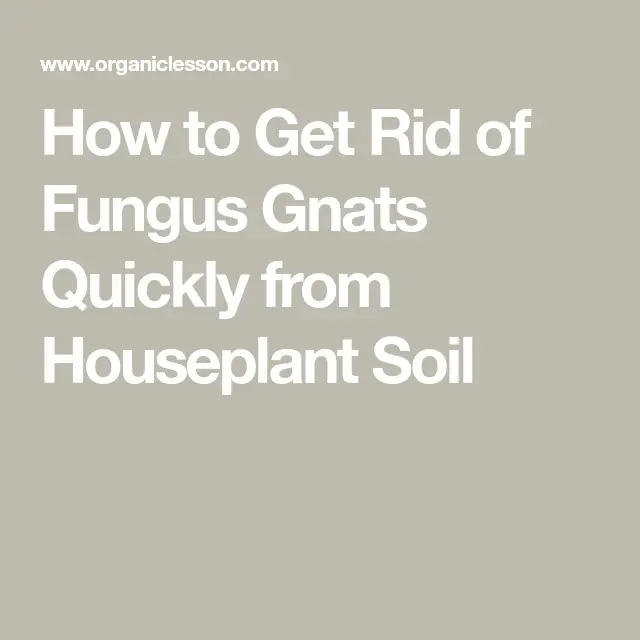 How to Get Rid of Fungus Gnats Forever in Soil and Houseplants