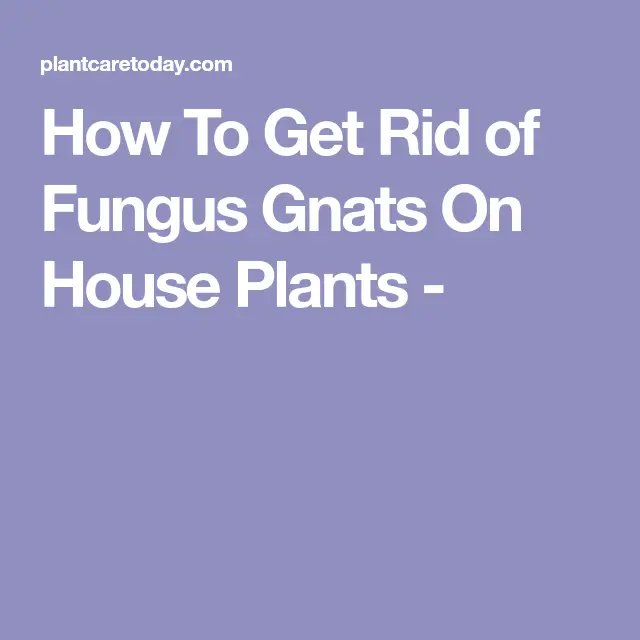How To Get Rid of Fungus Gnats In House Plants