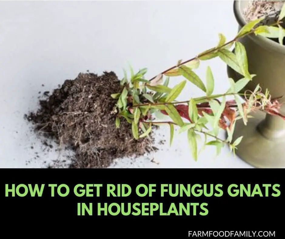 How To Get Rid of Fungus Gnats in Houseplants and GreenHouses ...