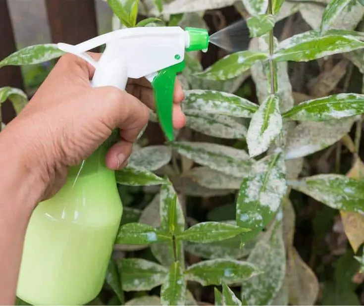 How To Get Rid of Powdery Mildew on Plants in 2020