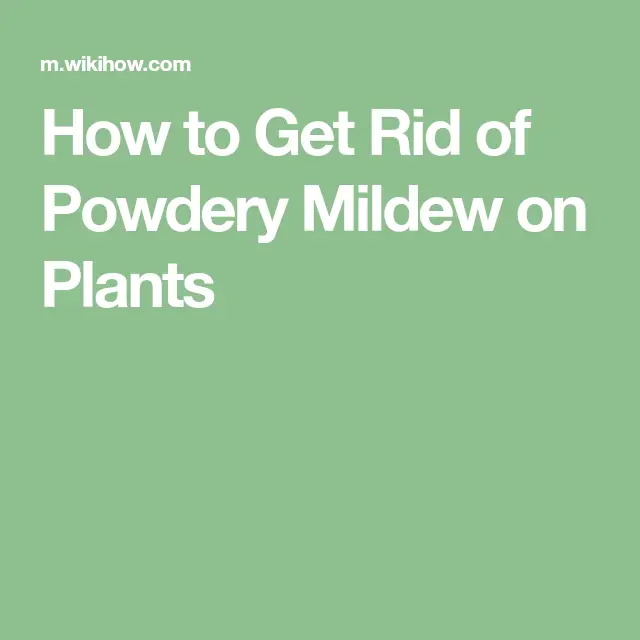 How to Get Rid of Powdery Mildew on Plants