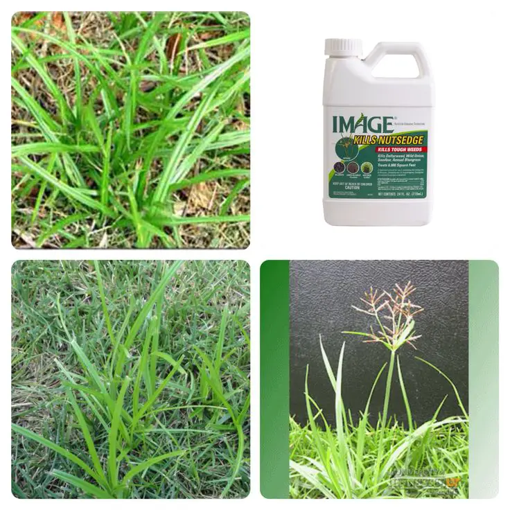 How To Get Rid Of Stickers In St Augustine Grass