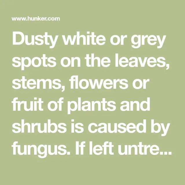 How to Get Rid of White Powder Mold on Plants With a Vinegar Mix ...