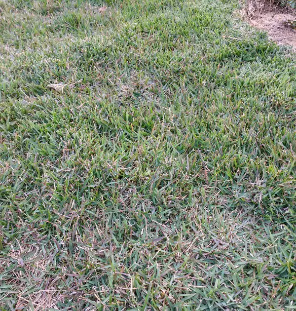 How To Patch Zoysia Grass : Common Lawn Diseases In Late Winter And ...