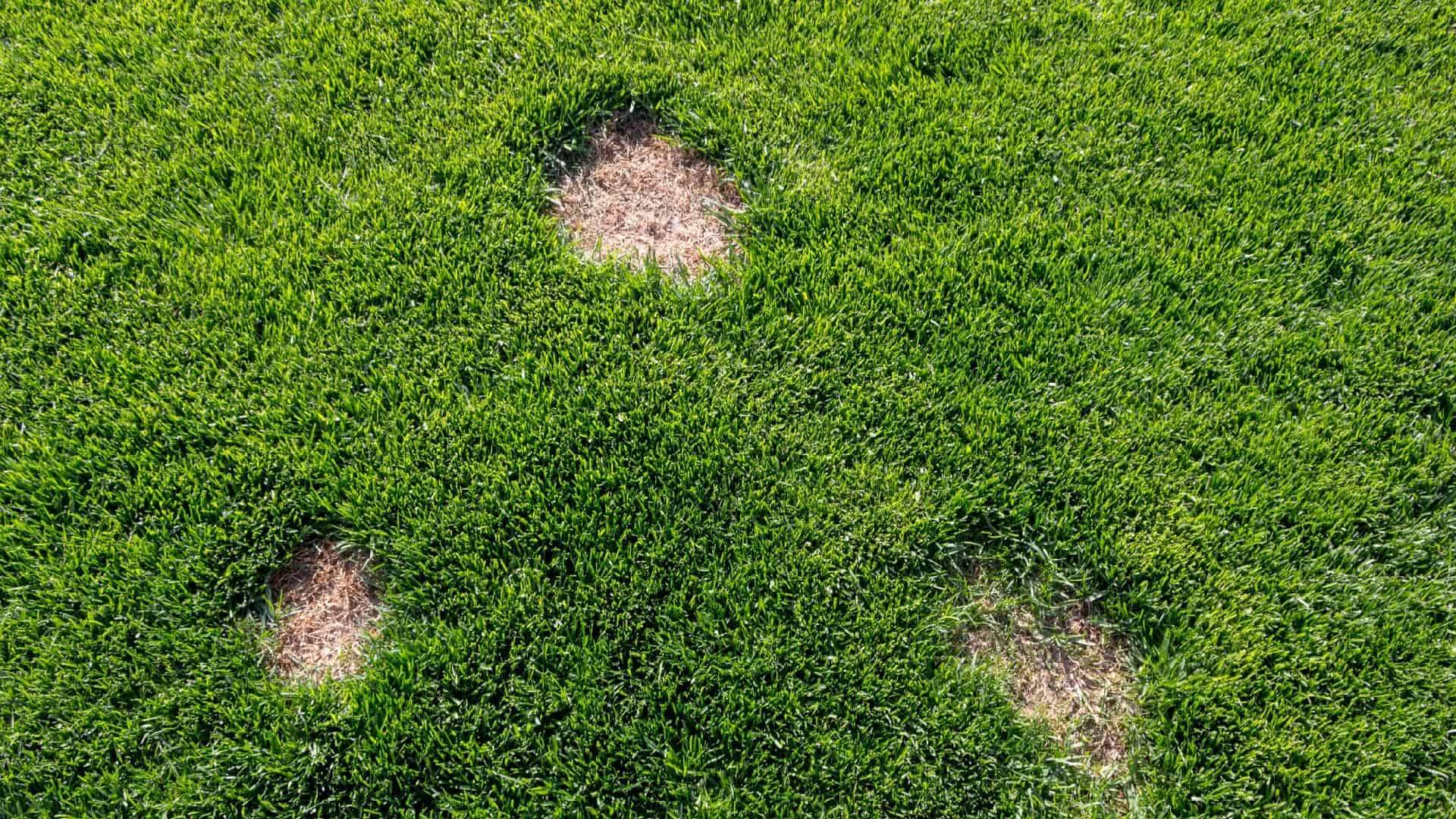 How to Stop Lawn Fungus