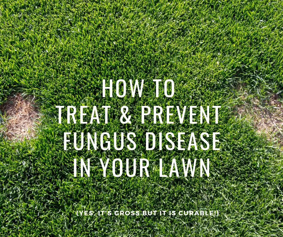 how to treat and prevent fungus disease in your lawn  Wild Horse Turf