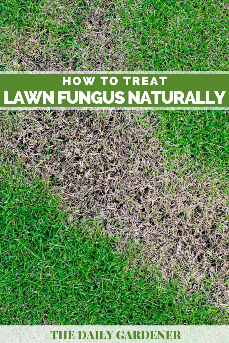 How to Treat Lawn Fungus Naturally? in 2020
