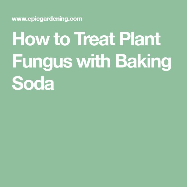 How to Treat Plant Fungus with Baking Soda