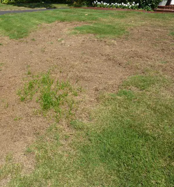 Large Brown Patch of Zoysia Lawns