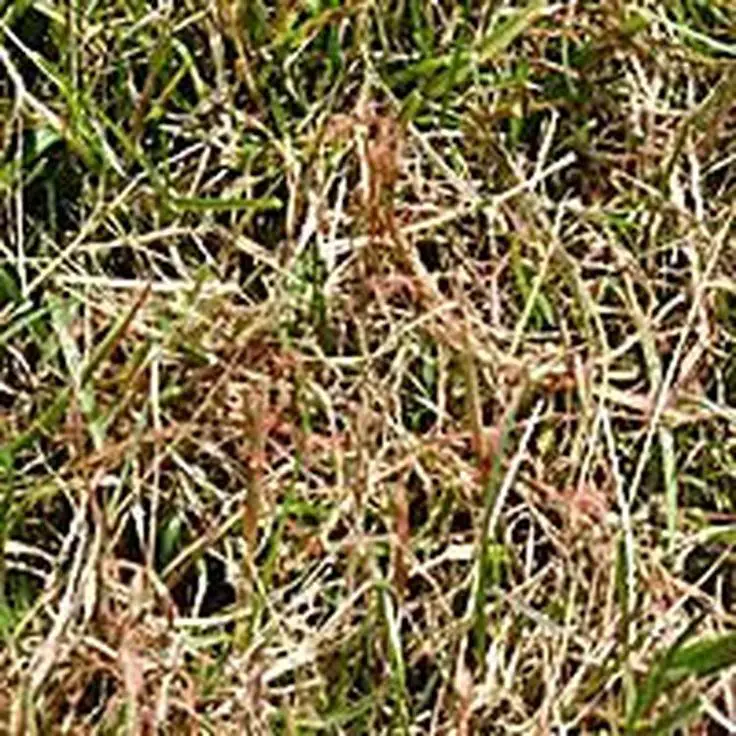 Learn How to Identify and Treat Red Thread on Your Lawn