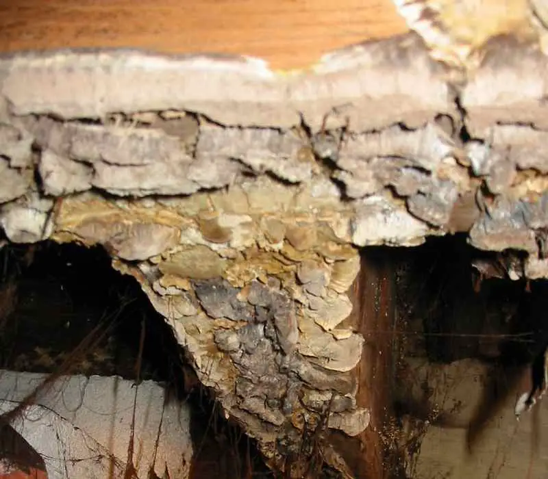 Mold Growth on Joists in Crawlspace