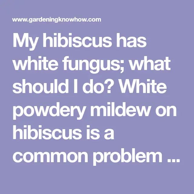 My hibiscus has white fungus  what should I do? White powdery mildew on ...