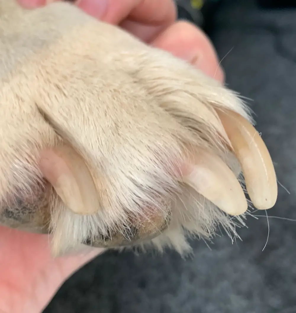 Nail Care For Dogs